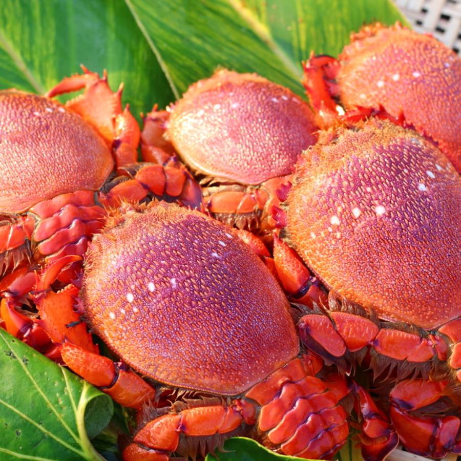 豊漁丸 特大アサヒガニ 2kg 宮崎県串間市 三越伊勢丹ふるさと納税
