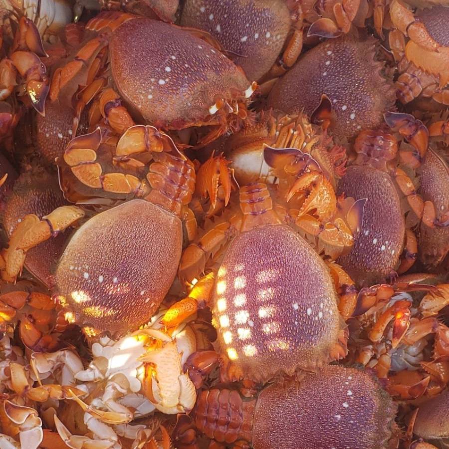 豊漁丸 特大アサヒガニ 2kg 宮崎県串間市 三越伊勢丹ふるさと納税