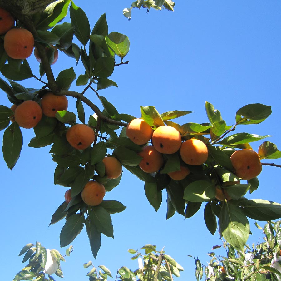 富有柿3L以上　4kg