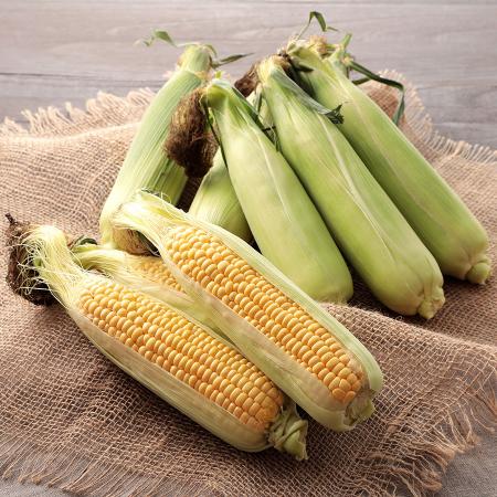 宮崎県産スイートコーン（ゴールドラッシュ）　3Lサイズ　20本入り　とうもろこし