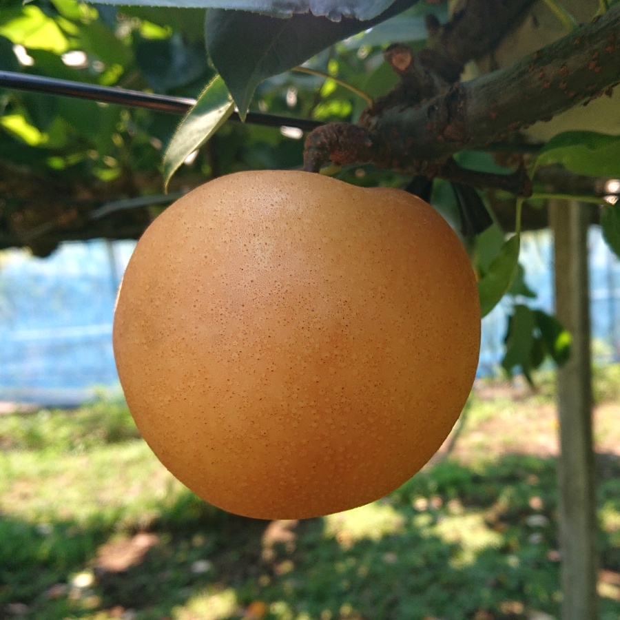 あきづき梨 4kg 6～10玉（三越伊勢丹選定）
