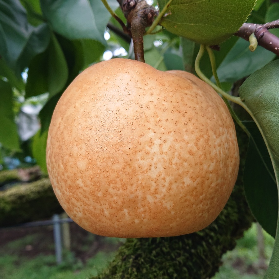幸水梨 4kg  6～10玉（三越伊勢丹選定）