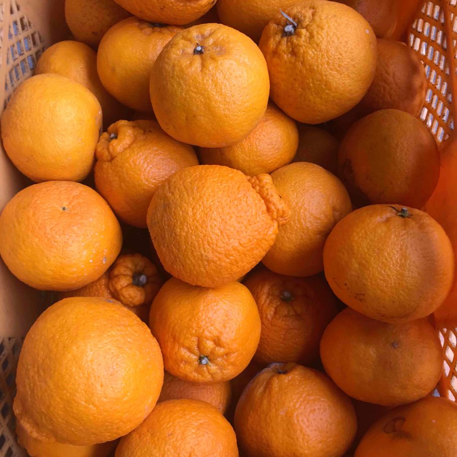 ＜松永青果＞柑橘特別セット（不知火3kg　文旦3個）
