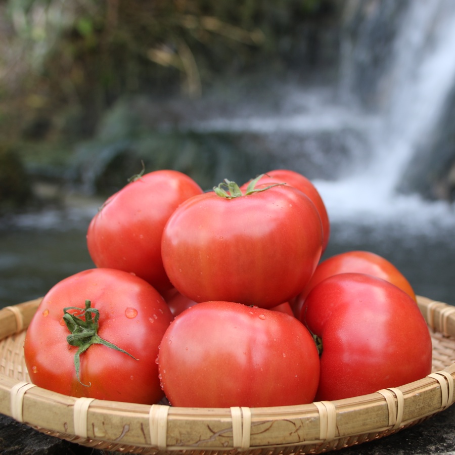 【特別選定】喜界島トマト 2kg