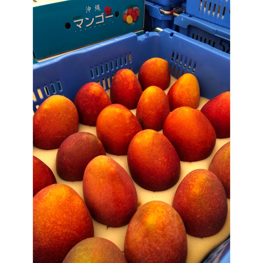 ＜とうはらマンゴー園＞沖縄県産アップルマンゴー１kg（特別選定大玉２玉）