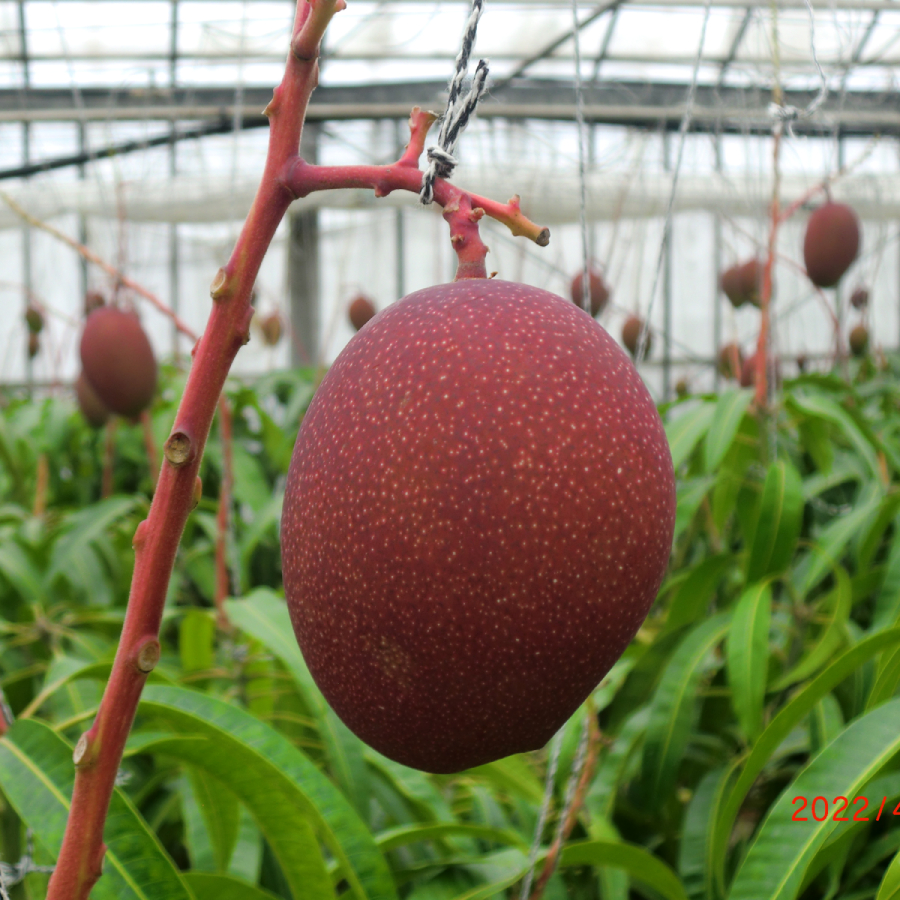＜ヤマトマンゴー＞八重瀬町産　完熟マンゴー2玉（4L）1kg
