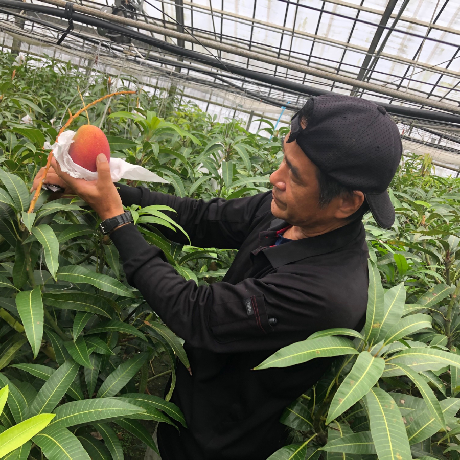 ＜ヤマトマンゴー＞八重瀬町産　完熟マンゴー2玉（4L）1kg