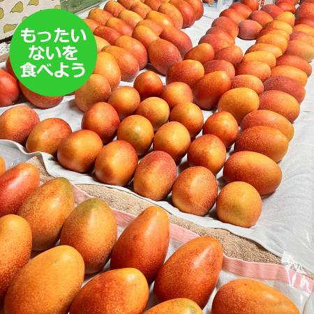 【もったいない！を食べよう】沖縄県産 完熟マンゴー 3玉～7玉 （1.5kg）