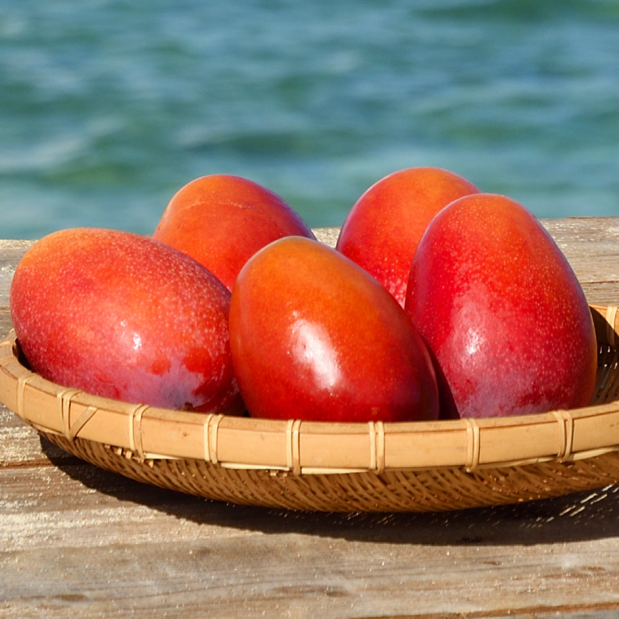 桐箱入りアップルマンゴー約1kg（2玉入り）糖度15度以上保証