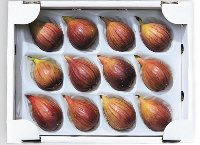 樹上完熟いちじくLサイズ12玉入り
