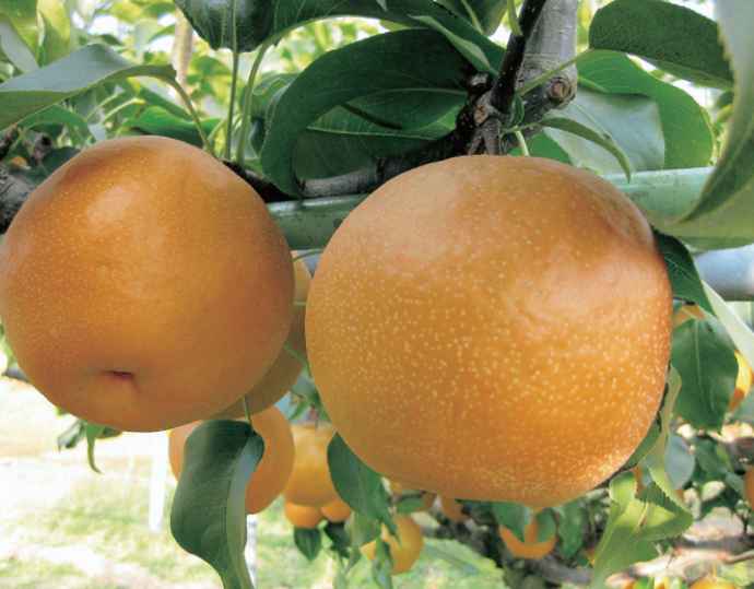 新興 梨【赤秀】5kg（7〜 12玉）