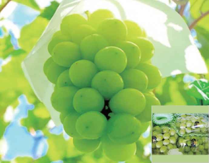 ＜晴王＞シャインマスカット 晴王（ 2kg 箱）岡山県産【特別選定】