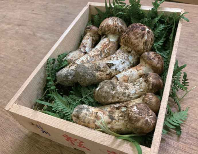 松茸300g（木箱入）