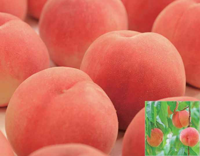 もも(あかつき)特秀「 献上桃の郷」ブランド認定品 3kg 相当