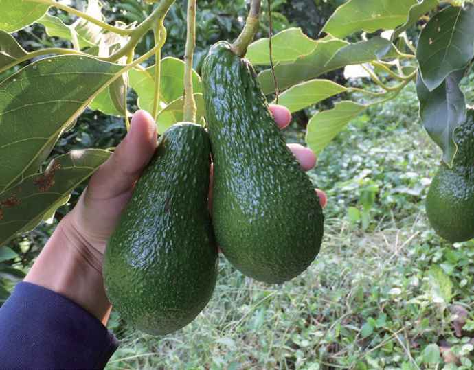<田那部青果>愛媛県 国産アボカド 5 から 8 玉