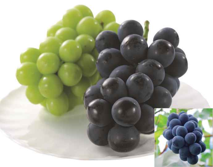 シャインマスカット・ナガノパープル詰合せ