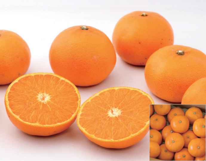 愛媛県産 せとか(秀品)3.5kg