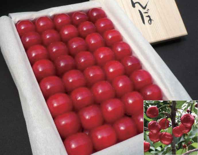 <アンスリーファーム>山形県産 さくらんぼ佐藤錦 特秀品/手詰1段 2Lサイズ