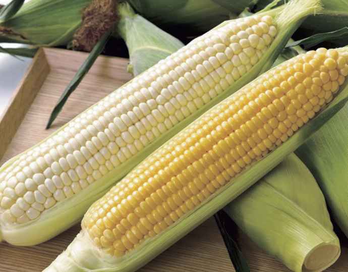 北海道名寄市産スイートコーン& ホワイトコーン食べ比べ 計10 本