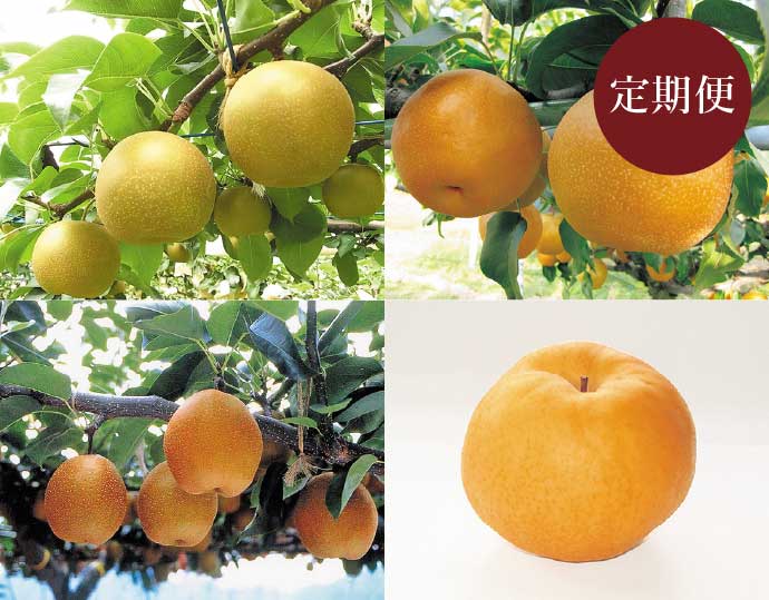 梨の定期便【1】新甘泉・新興・王秋・あたご 9〜12月の毎月お届け（4カ月）
