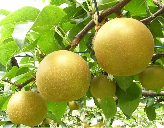 新甘泉 梨（赤秀6〜9玉/3kg）