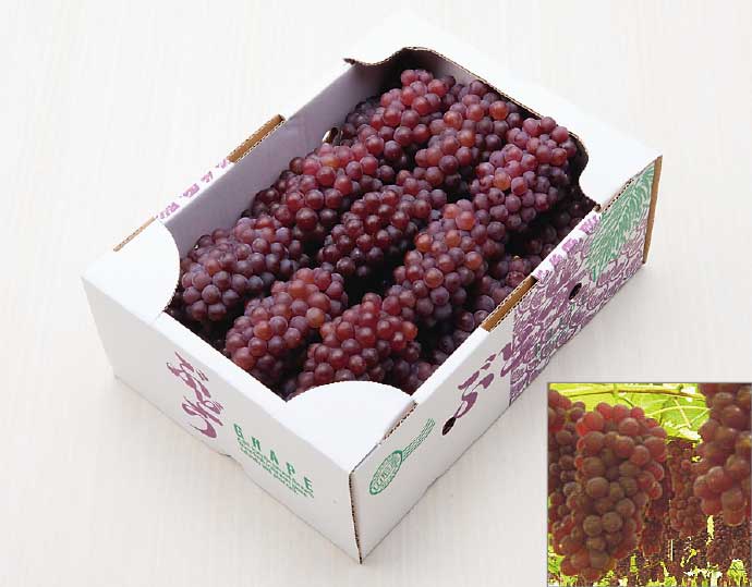 ＜丸松青果＞山形県寒河江市産ぶどう「デラウェア」秀品２kg（8 〜16房）