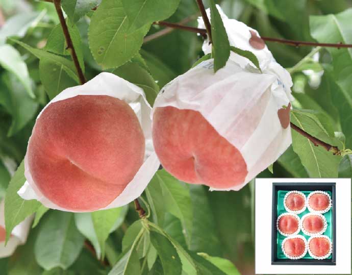 ＜南脈風花＞新鮮朝どれ桃 5〜7玉 1.8kg