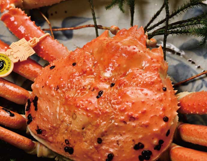 ＜越前 蟹の本陣＞ 福井県のブランド蟹「極」に準ずる 浜茹で【越前がに 極落ち1.5kg〜】