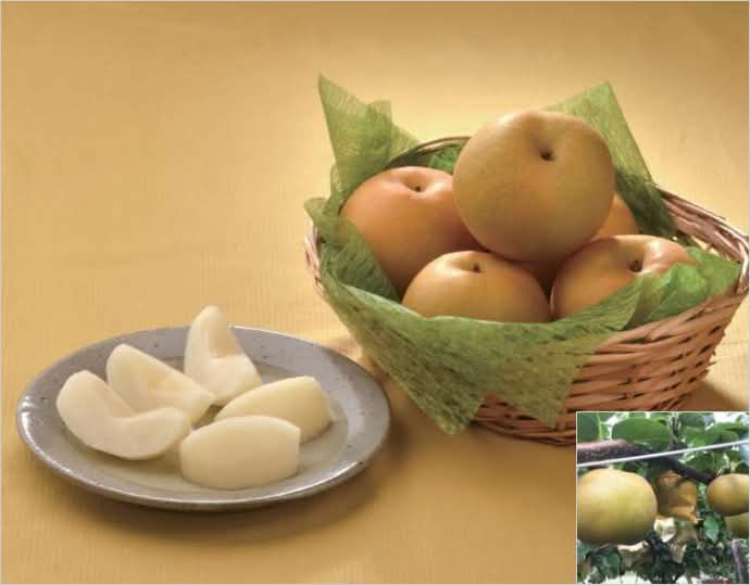 鳥取県産 新甘泉【秀】3kg