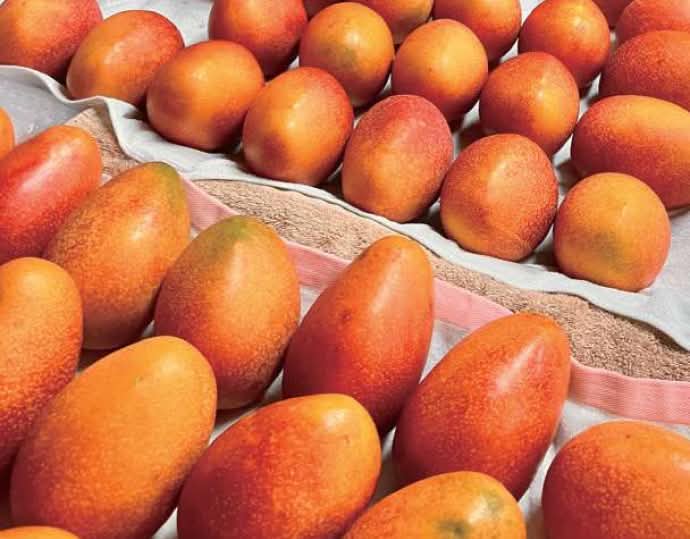 【もったいない！を食べよう】沖縄県産 完熟 マンゴー 3玉～7玉