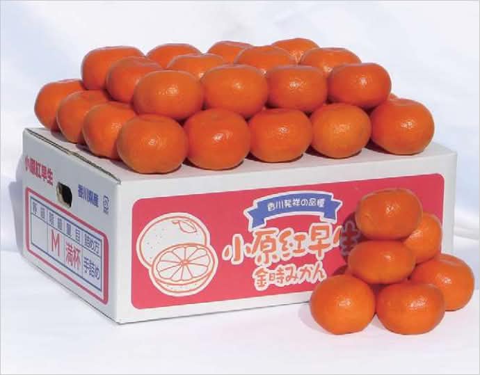 小原紅早生みかん5kg