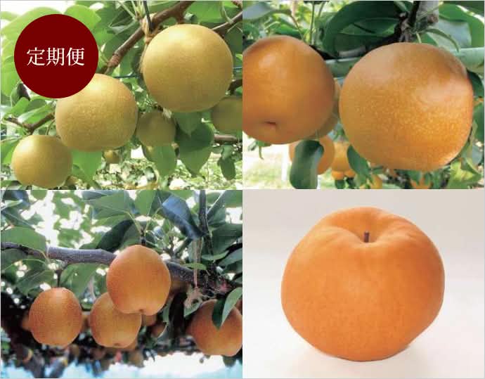 梨の定期便 新甘泉・新興・王秋・あたご 9～12月の毎月お届け（4カ月）