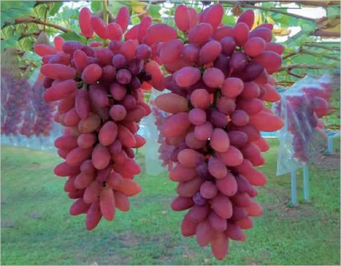 秩父の赤い宝石「ちちぶ山ルビー」1.5kg