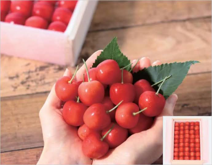 ＜南陽＞仁木町産さくらんぼ 500g（桐箱入）