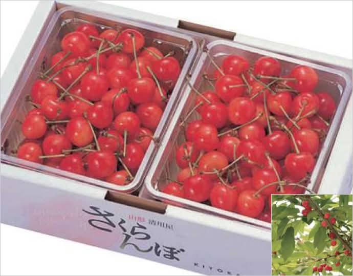 ＜清川屋＞佐藤錦 秀撰バラ詰め 1kg