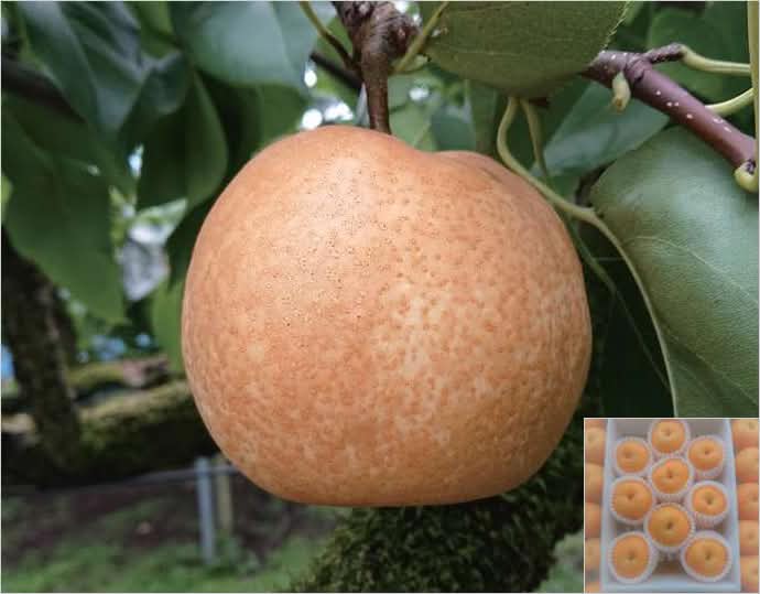 幸水梨 4kg 6～10玉
