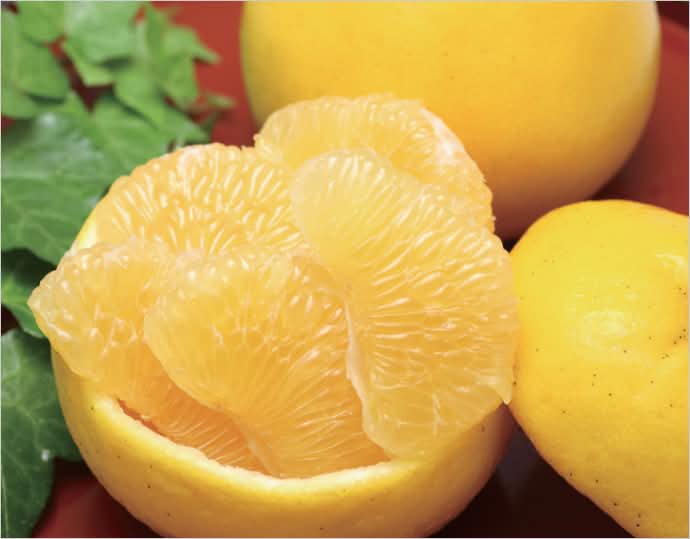 愛媛県産　ジューシーゴールド（河内晩柑） 3kg
