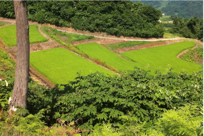 新潟県阿賀町 越後ファーム特集 | 特集一覧 | 三越伊勢丹ふるさと納税