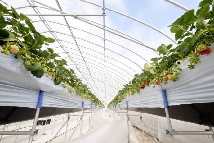 上越大潟いちご園 苺の花ことば 特集 特集一覧 三越伊勢丹ふるさと納税