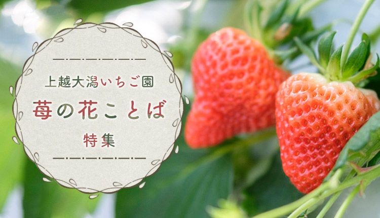 上越大潟いちご園 苺の花ことば 特集 特集一覧 三越伊勢丹ふるさと納税
