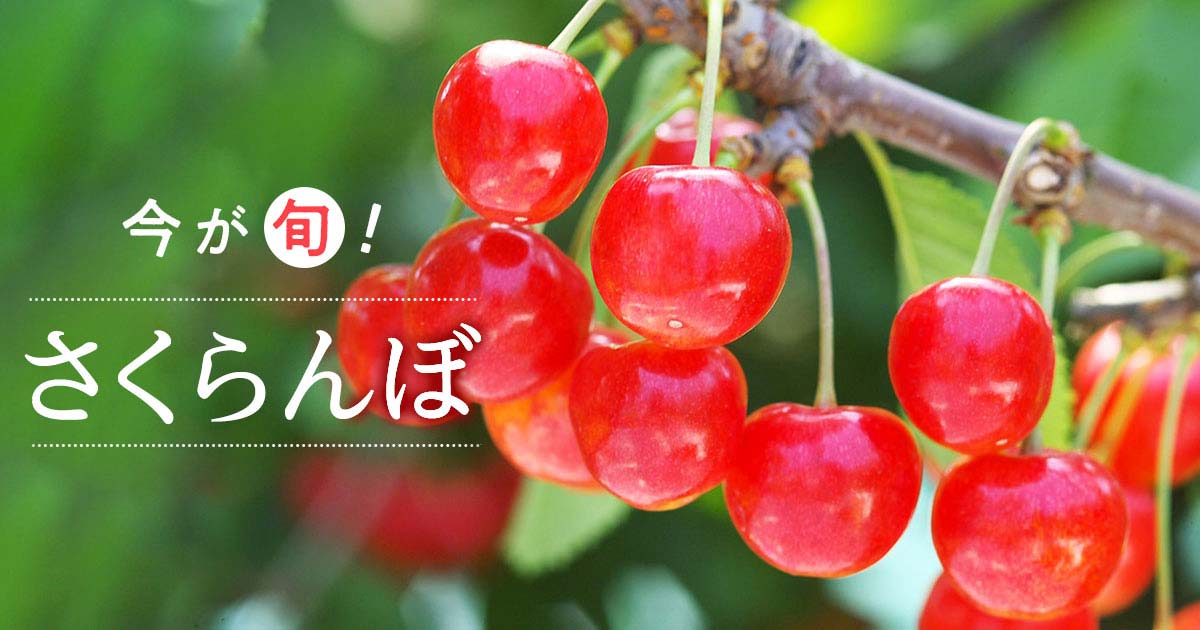 今が旬！さくらんぼ | 三越伊勢丹ふるさと納税