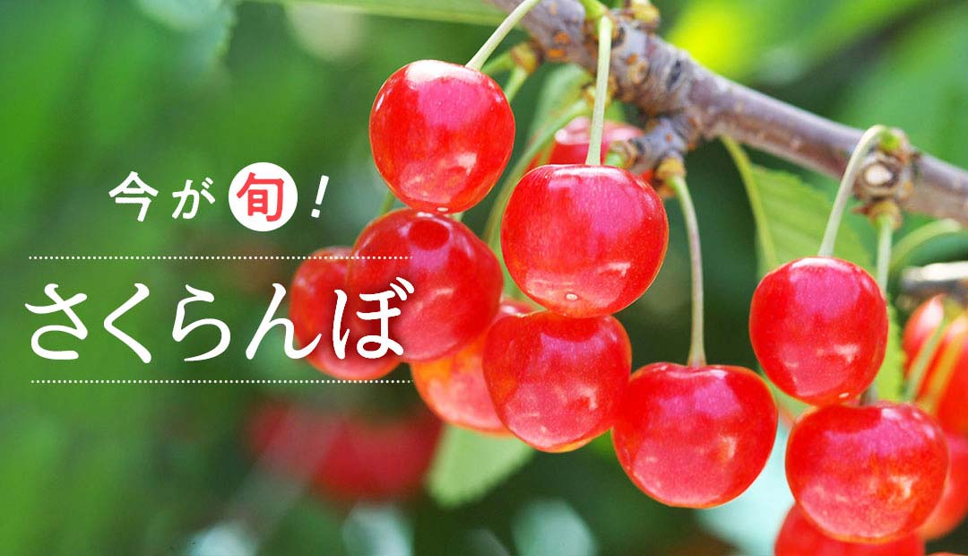 今が旬! さくらんぼ