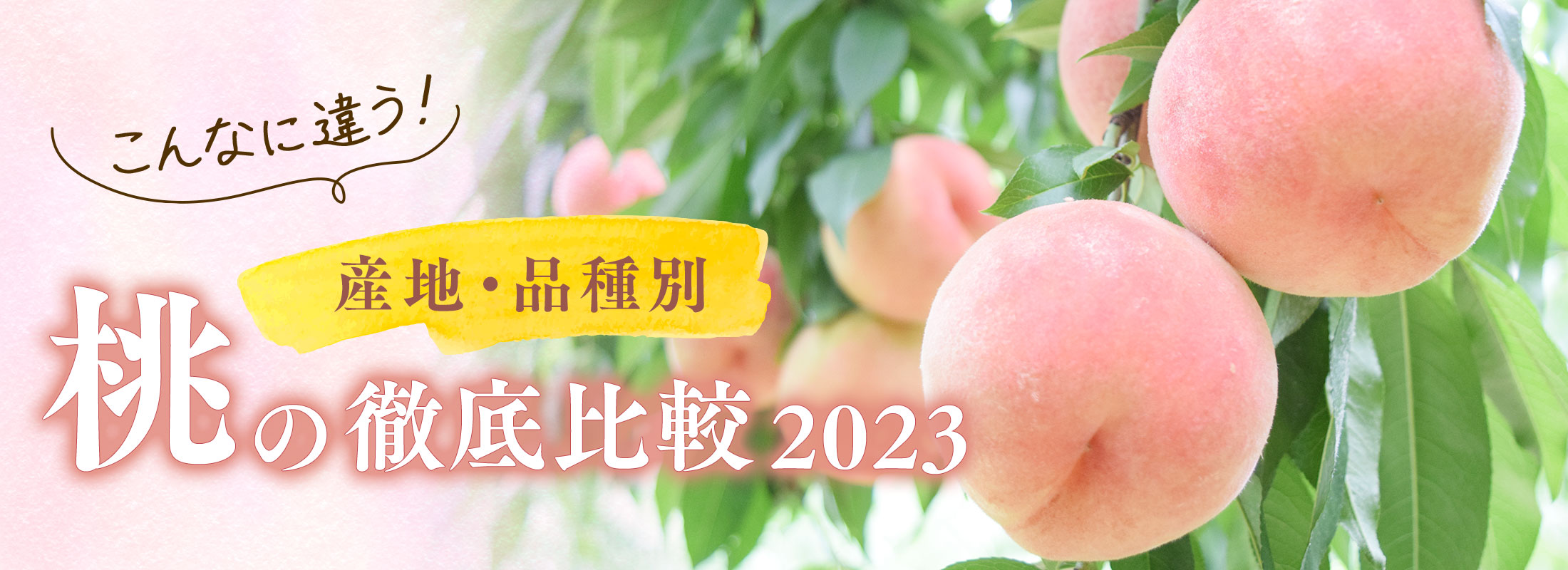 こんなに違う！産地・品種別 桃の徹底比較 2023