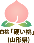 白桃「硬い桃」（山形県）