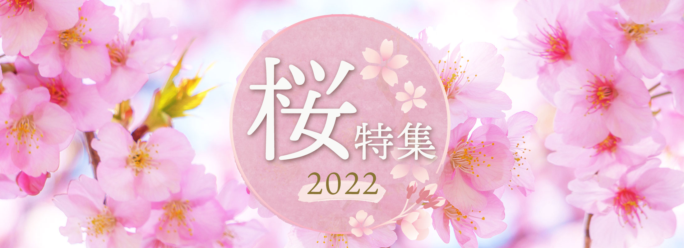 桜特集2022