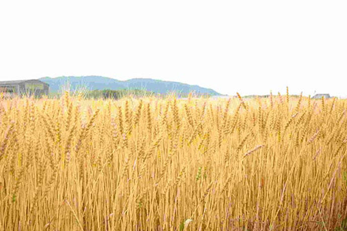 三重県産の小麦
