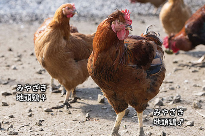 みやざき地頭鶏