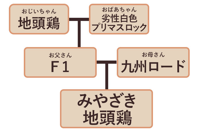 みやざき地頭鶏系統図