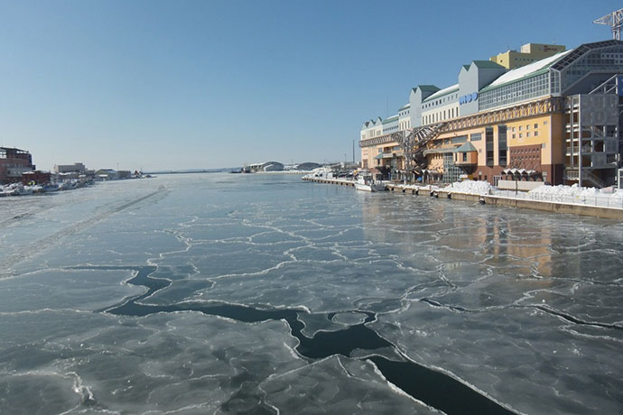 釧路川河口の蓮の葉氷