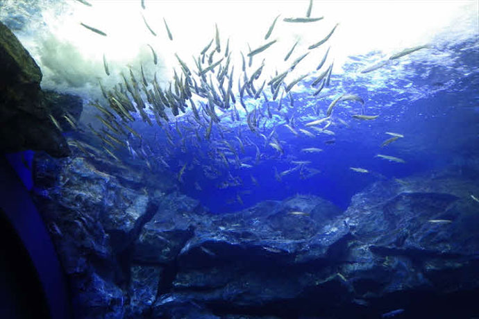 北の大地の水族館